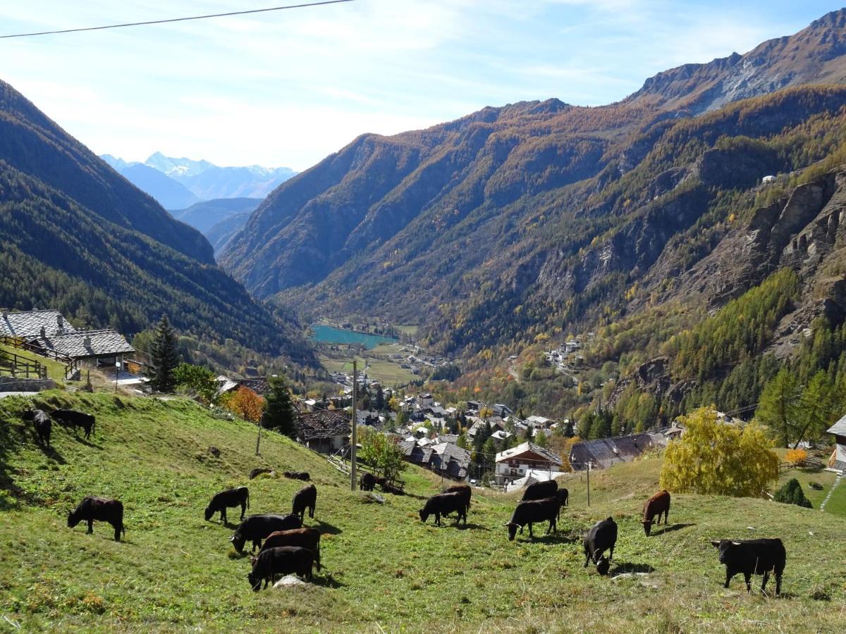 Hellochalet - Maison Rue De La Neige - Family Ski Holiday Walking Distance Skirun And Gondola Valtournenche Exteriör bild